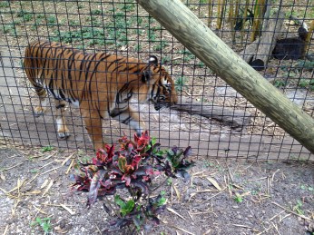 Yes, we did see some animals too